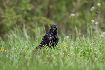 An adult common starling in breeding plumage is shot close-up walking through the bright green grass
