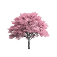 pink tree isolated on white