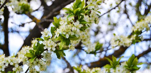 Plum blossoms with white flowers in spring