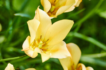 yellow tulips in green grass field