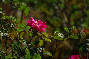 beautiful pink flower.