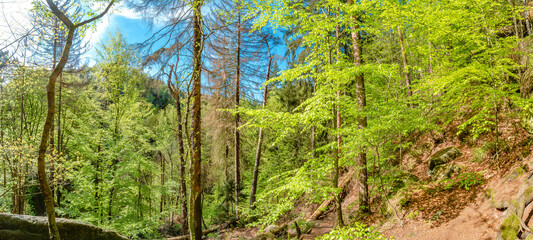 Panoramic with magical enchanted fairytale forest with fern, moss, lichen and sandstone rocks at...