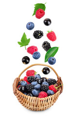 mix of blackberry blueberry raspberry black currant in wicker basket isolated on white background.