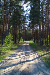 path in the woods