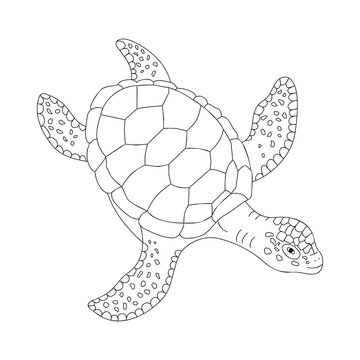 Sea Turtle outline animal illustration. Coloring page. Sea outline vector illustration. Black and white illustration for coloring.