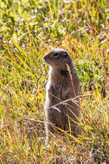 Ground squirrel 