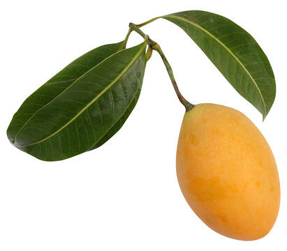 Mayongchid with leaves
