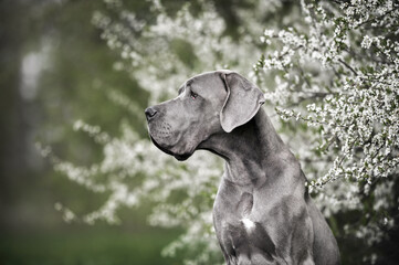 grey great dane dog posing by a blooming tree in spring