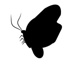 beautiful butterfly icon design template vector