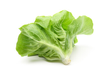 Fresh green butterhead lettuce  isolate on white background. Clipping path.