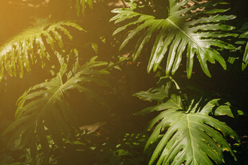 Monstera green leaves photo with warm sun rays. Dark green tones. Philodendron monstera textures....