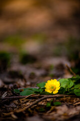 yellow flowers in the water