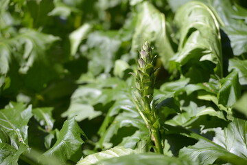 wild green vegetation in the mountain woods