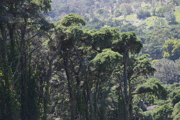 cedar trees in the mountain