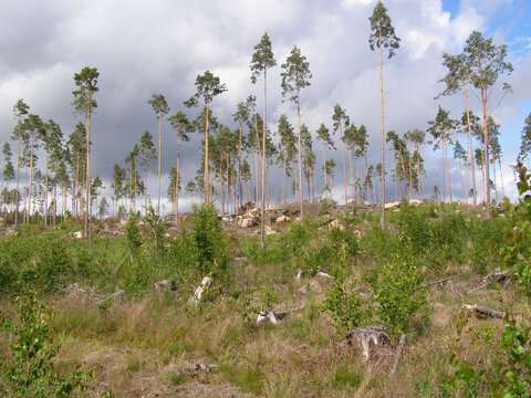 Glacial moraine. The pine boreal forest has been cut down except for trees for seeds. Fresh felling allows you to see the structure of the moraine. Karelian Peninsula, Baltic