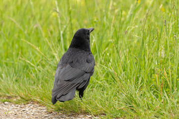 Black raven on a green field in Zurich in Switzerland