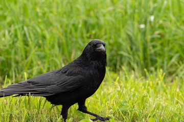 Black raven on a green field in Zurich in Switzerland