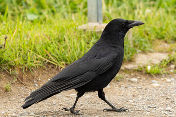 Black raven on a green field in Zurich in Switzerland