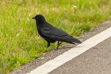 Black raven on a green field in Zurich in Switzerland