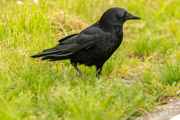 Black raven on a green field in Zurich in Switzerland