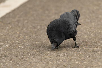 Obraz premium Black raven on a street in Zurich in Switzerland