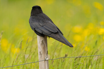 Black raven on a fence in Zurich in Switzerland