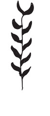 Botanical Organic Hand drawn Illustration