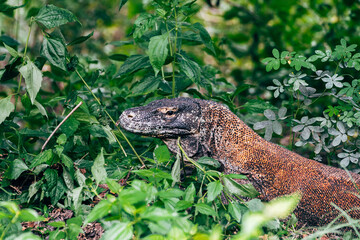 portrait of komodo dragon in rinca island, indonesia