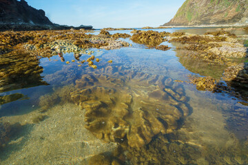 Shallow emerged coral reel during low sea tide at Hon Yen, Phu Yen, Vietnam