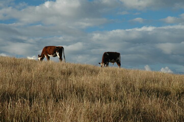 Cow in wheat field