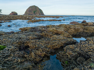 Shallow emerged coral reel during low sea tide at Hon Yen, Phu Yen, Vietnam