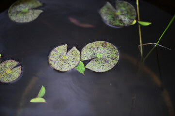水草