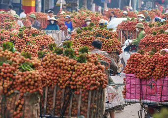 Lychee market in Luc Ngan, Bac Giang, Vietnam during harvesting season