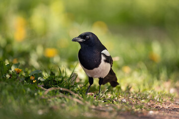 Eurasian magpie, pica pica, sitting in grass.