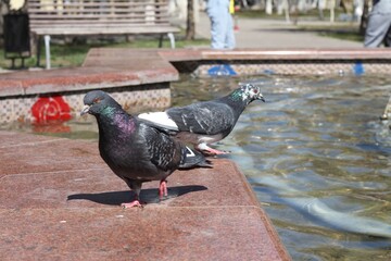 Obraz premium pigeons in the city