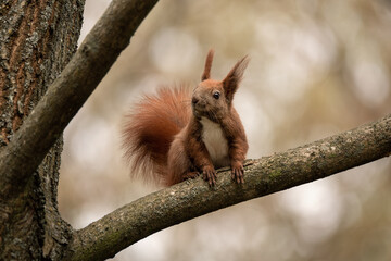 Portrait of young red squirrel sitting on the tree.