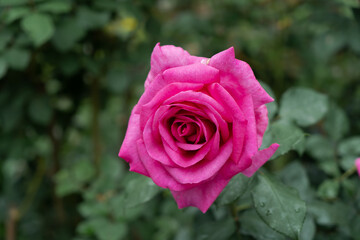 Roadside with Beautiful pink rose in a garden. Light sunset of the sun with dramatic yellow and orange sky. Image depth of field.
