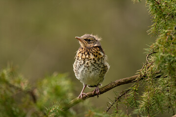 Portrait of nestling fieldfare (Turdus pilaris)