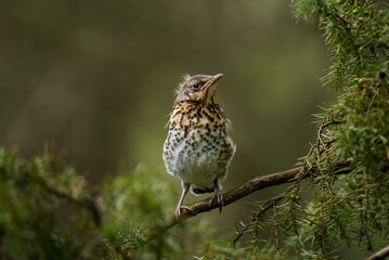 Portrait of nestling fieldfare (Turdus pilaris)