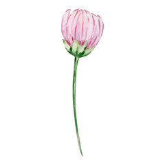 Watercolor pink bud chrysanthemum, november birth month flower