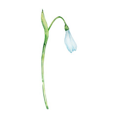 Watercolor snowdrops, January month birth flower