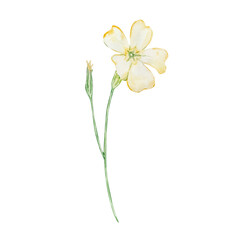 Watercolor primrose, February month birth flower