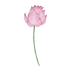 Watercolor water lilly, May month birth flower