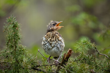 Portrait of nestling fieldfare (Turdus pilaris)
