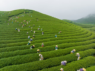Tea plantation with workers picking tea leaf in Moc Chau, Son La, Vietnam