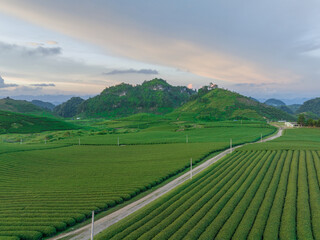 Tea plantation in Moc Chau, Son La, Vietnam