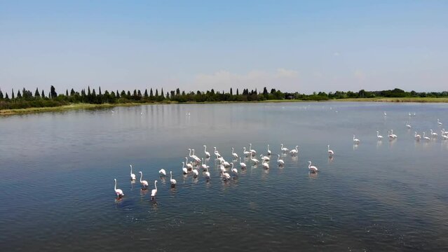Wild flamingos in their natural habitat in Grado, Italy.