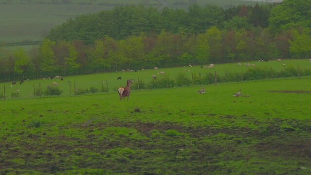 slow tracking shot of a deer stalking adult geese with their gosling offspring