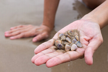 Close-up of sand and little shells in a beachgoer's hand. 