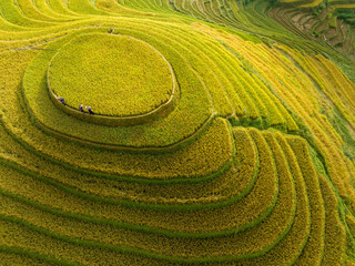 Fototapeta na wymiar Terraced rice field in Mu Cang Chai, Yen Bai, Vietnam